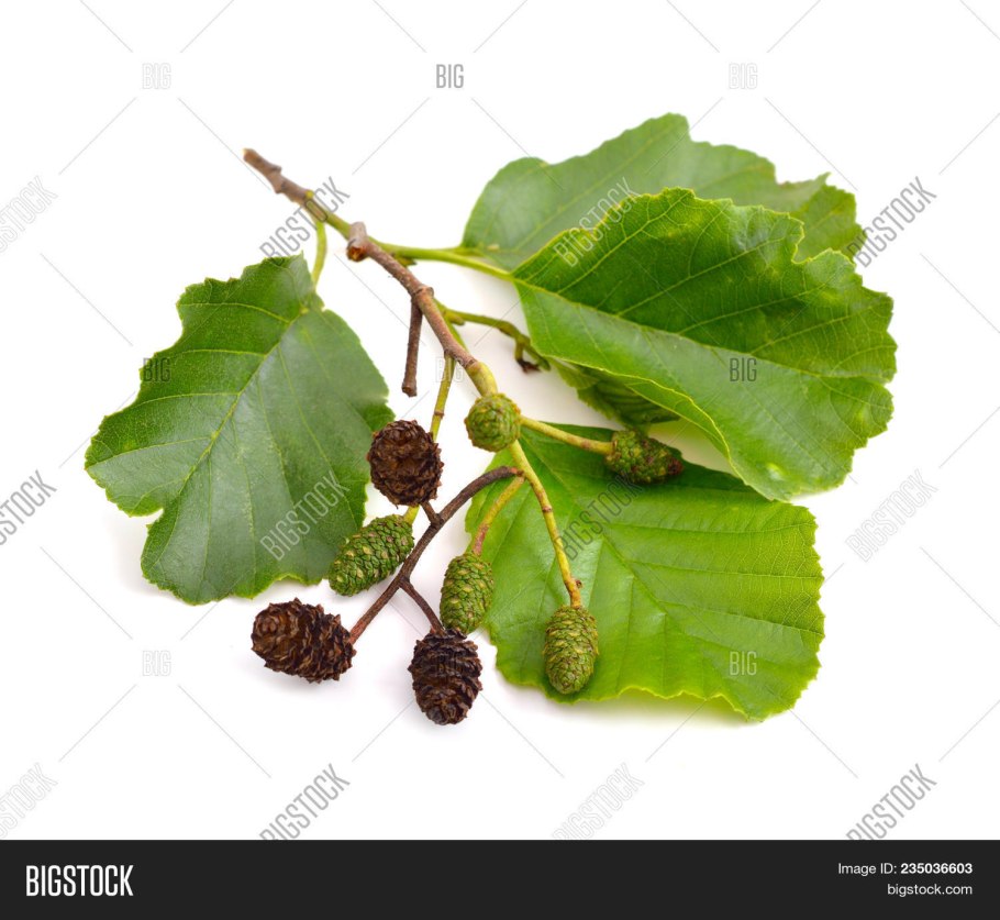 Гималайская ольха