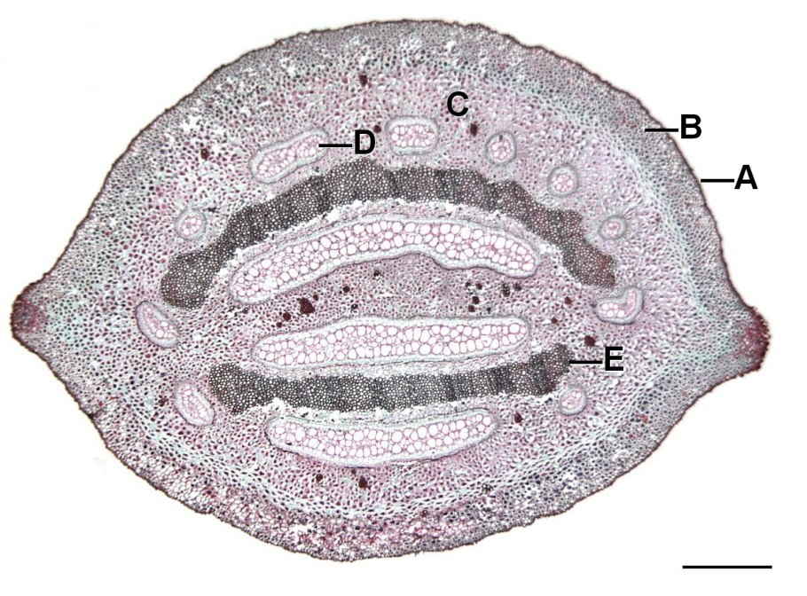 Папоротник Полиподиум