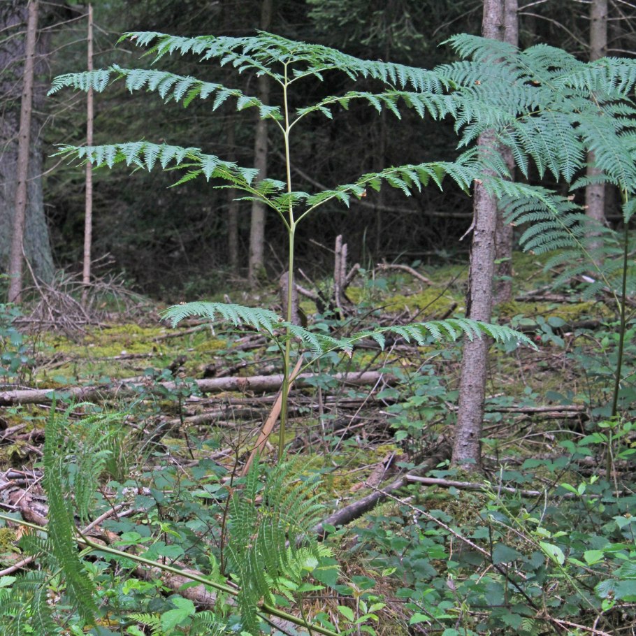 Папоротник Щитовник гребенчатый