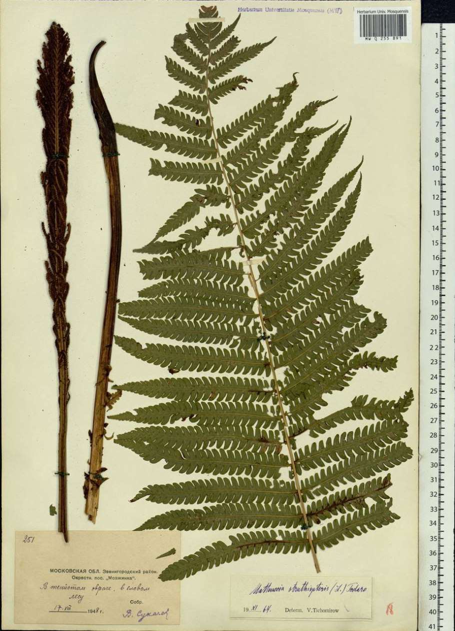 Dryopteris Linnaeana схема