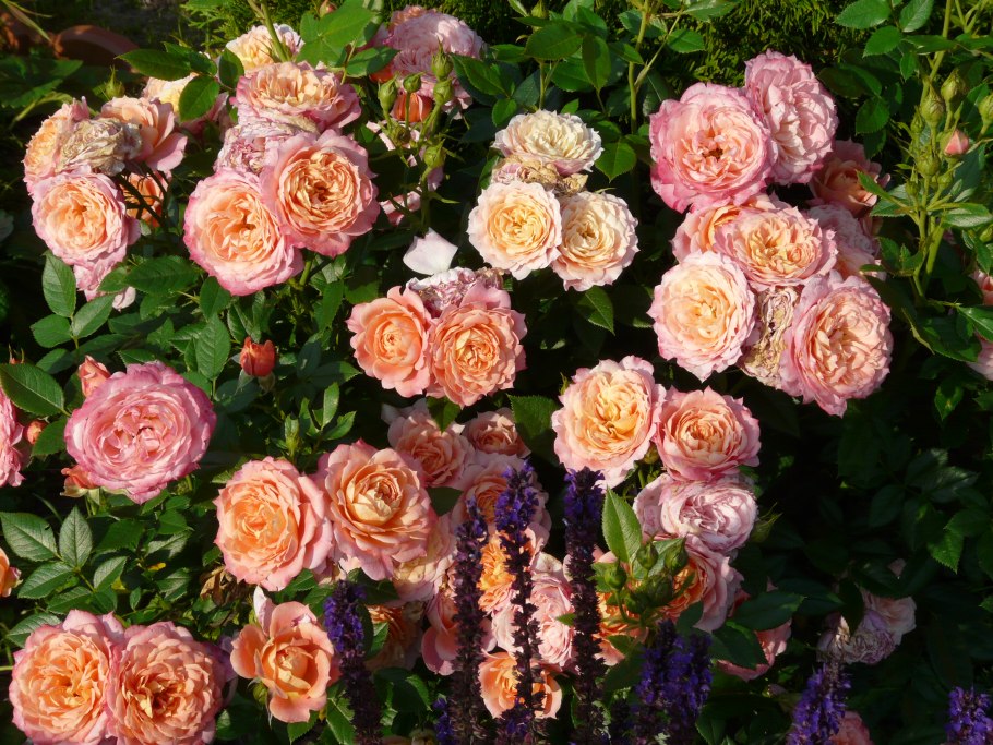 Роза лампион