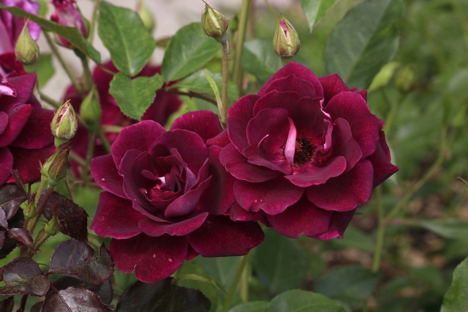 Красивые цыганки