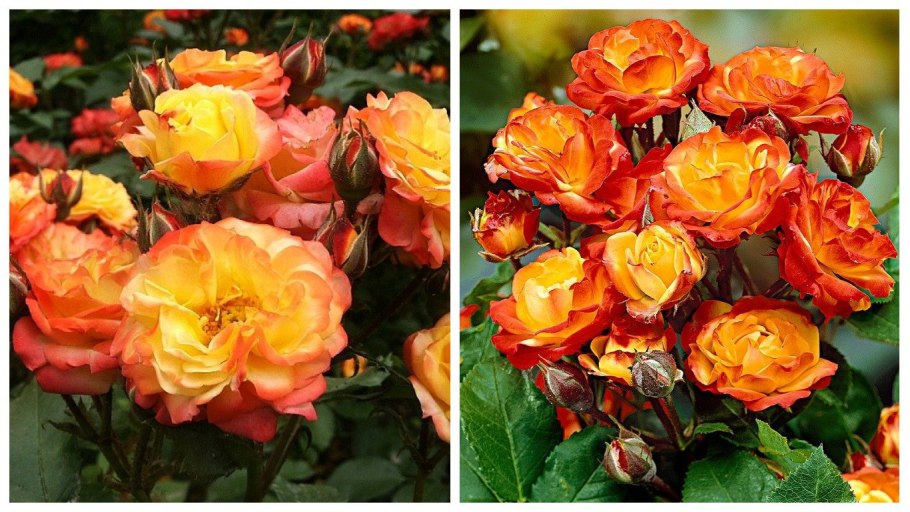 Роза Барон Жиро де лен