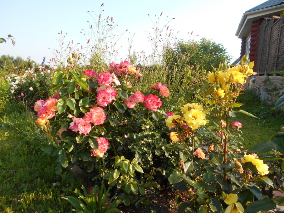 Роза Барон Жиро де