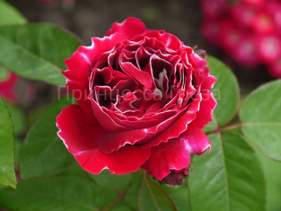 Роза оранж сенсейшен