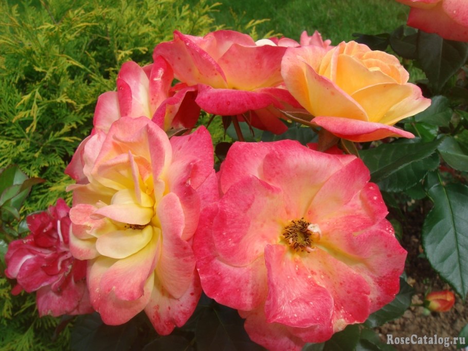 Роза Рейчел Луиз Моран