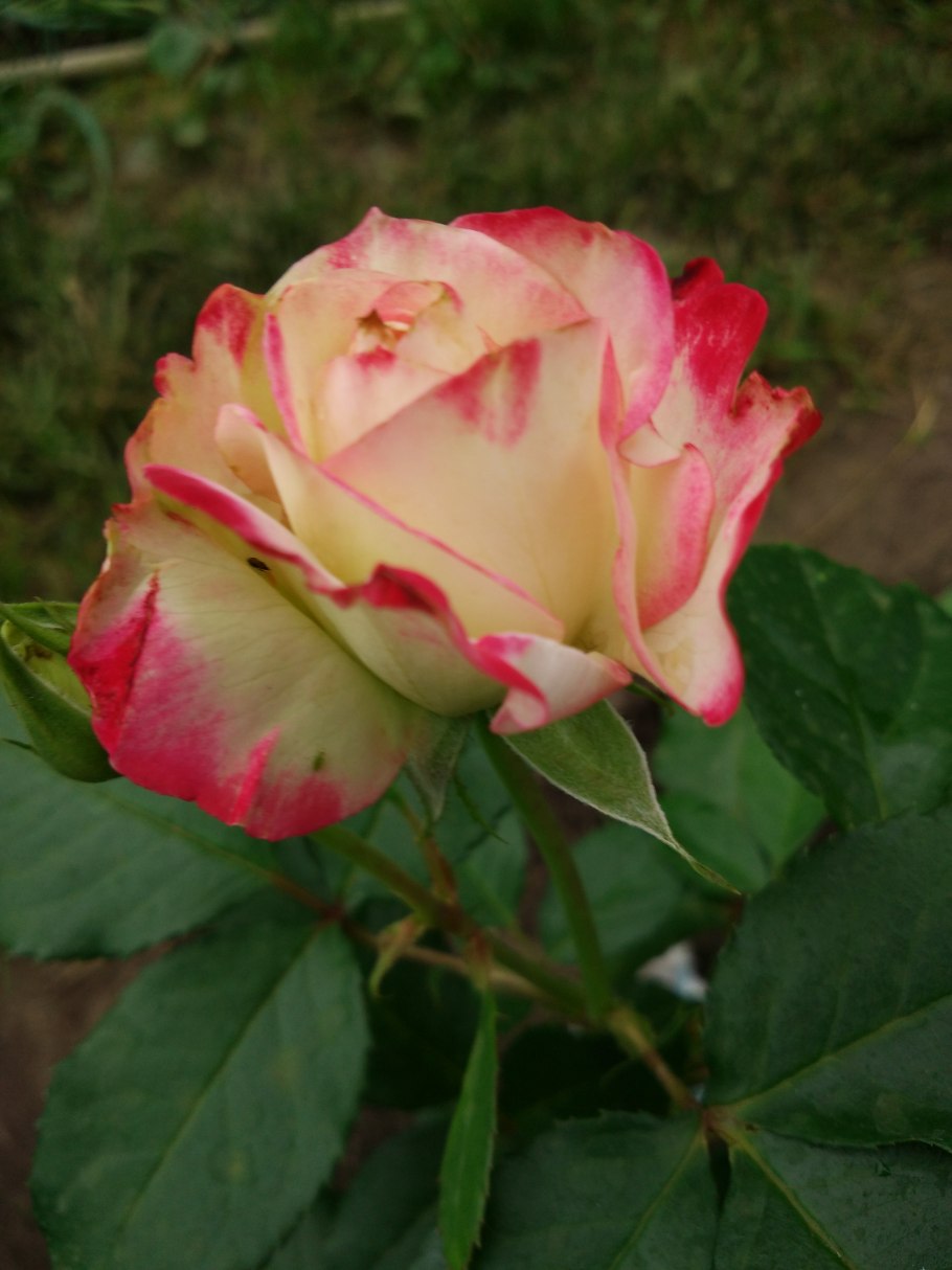 Испанская гитара Houston