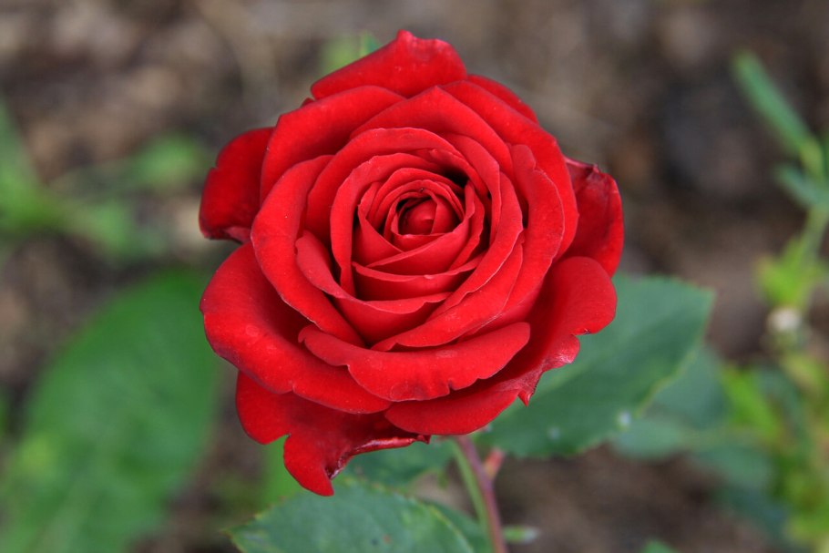 Роза Бриоза энциклопедия роз