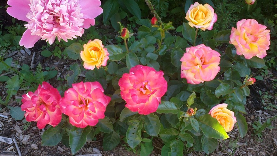 Роза флорибунда Tzigane