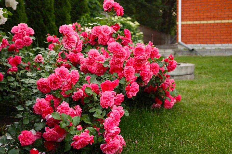 Роза Стромболи