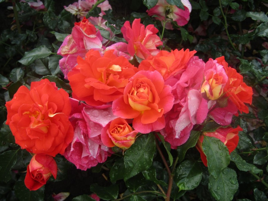 Кэлдэрары табор