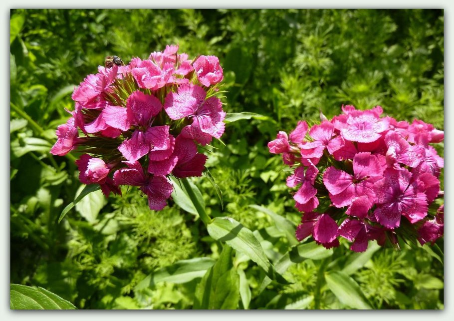 Цветок многолетний