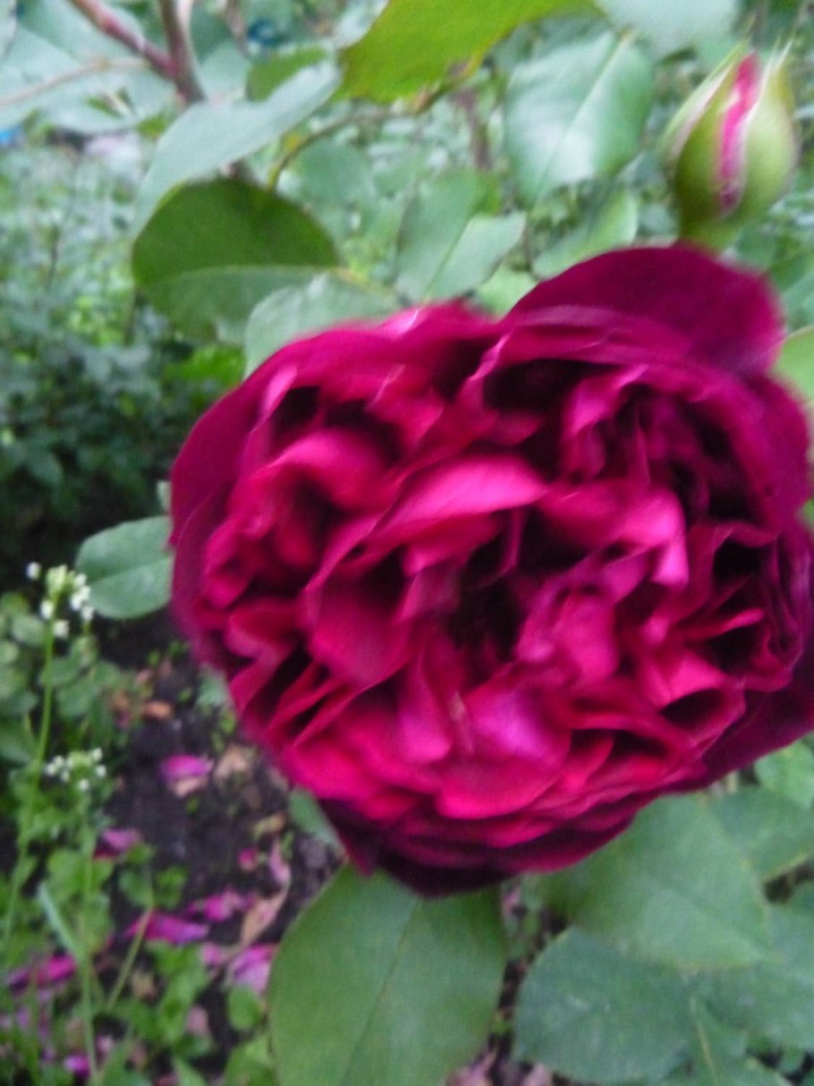 Роза Барон Гирод