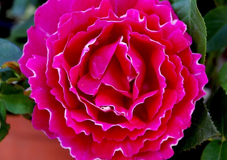 Цыганка роза