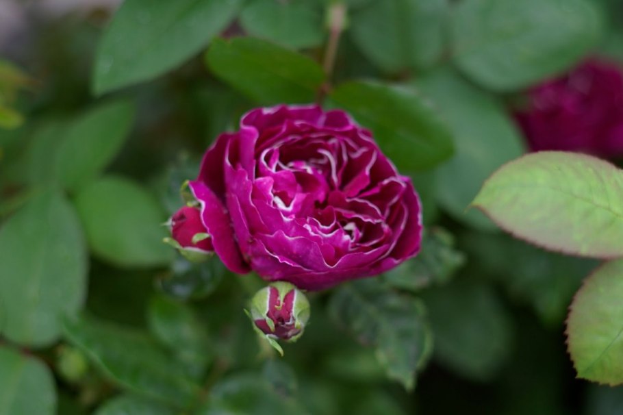 Роза Барон Гирод де лайн