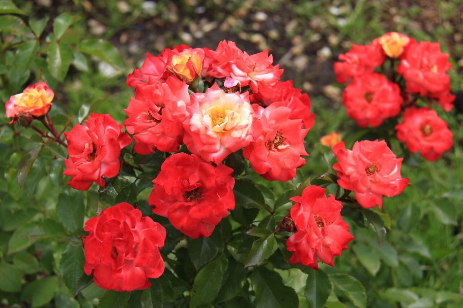 Роза Вильям Шекспир