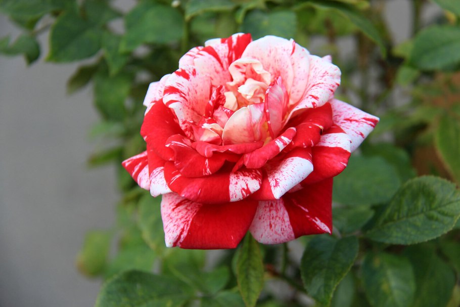 Роза флорибунда цыган