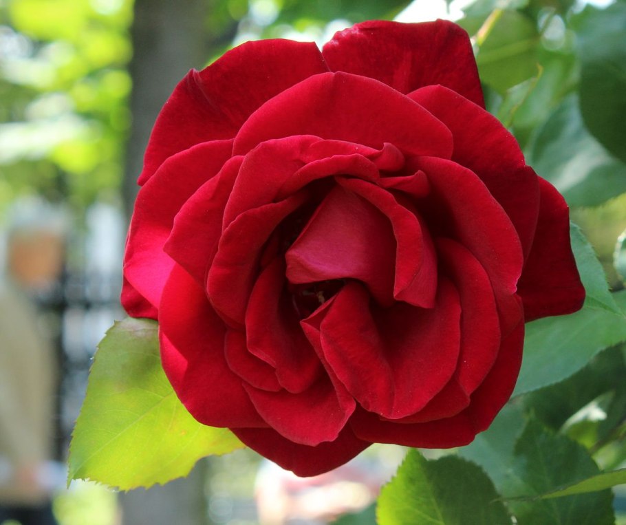 Фламенко Испания гитарист