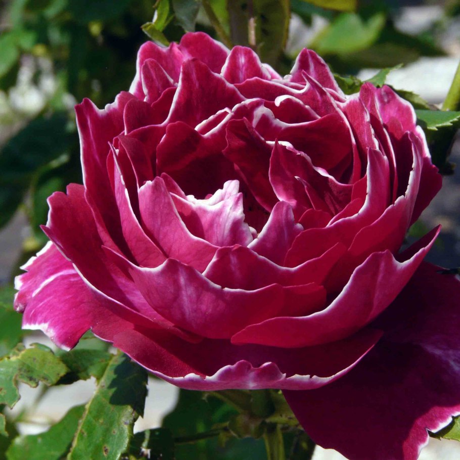 Роза флорибунда бордовая