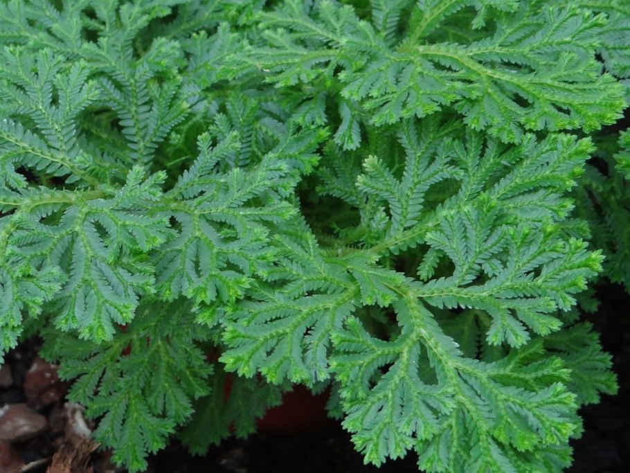 Selaginella Россия