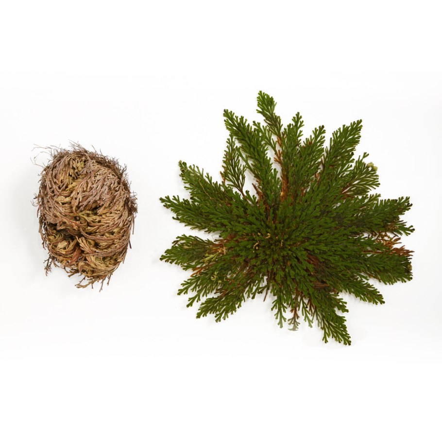 Селагинелла апода