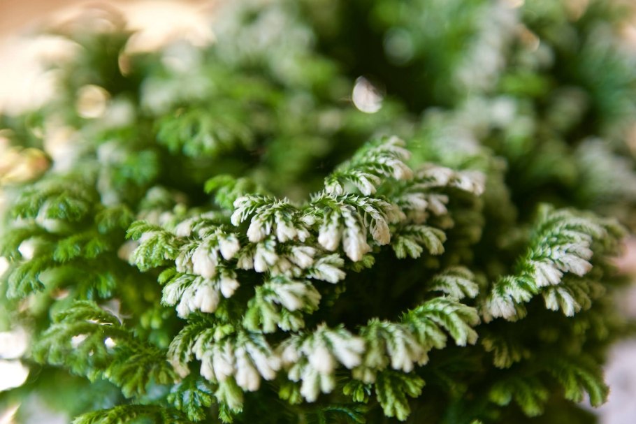 Selaginella sibirica