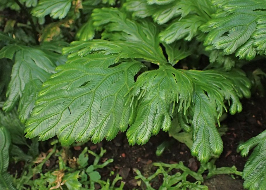 Rose of Jericho растение