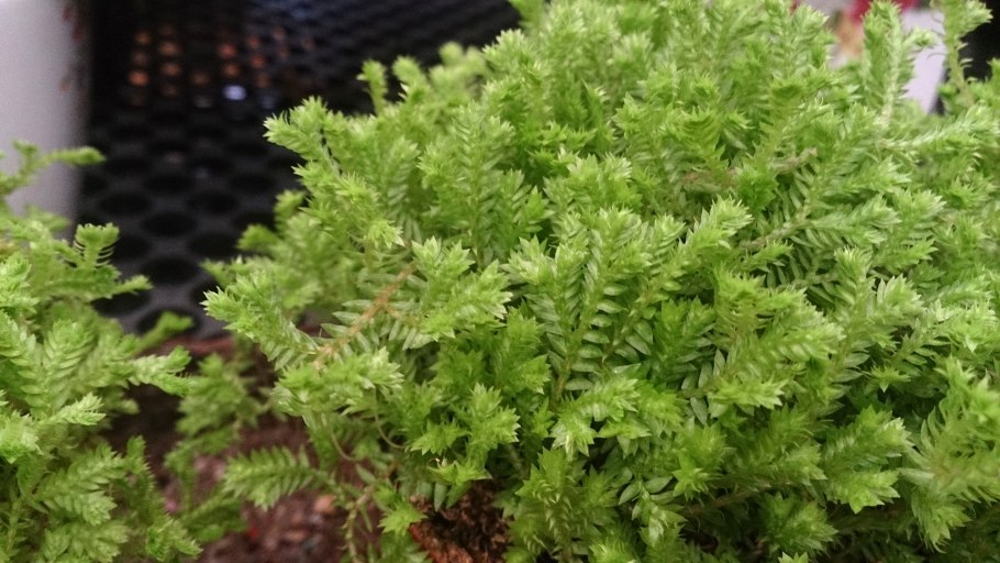 Селагинелла Краусса (Selaginella kraussiana)