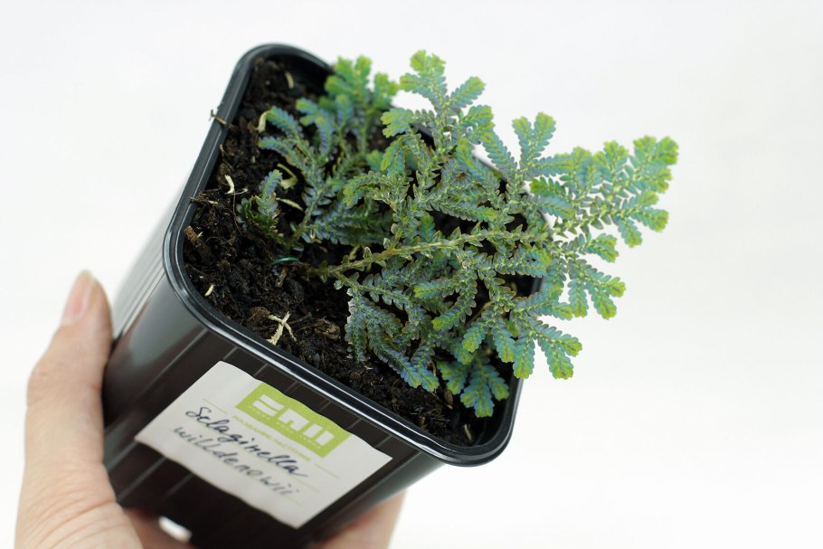 Селагинелла (Selaginella lepidophylla) i