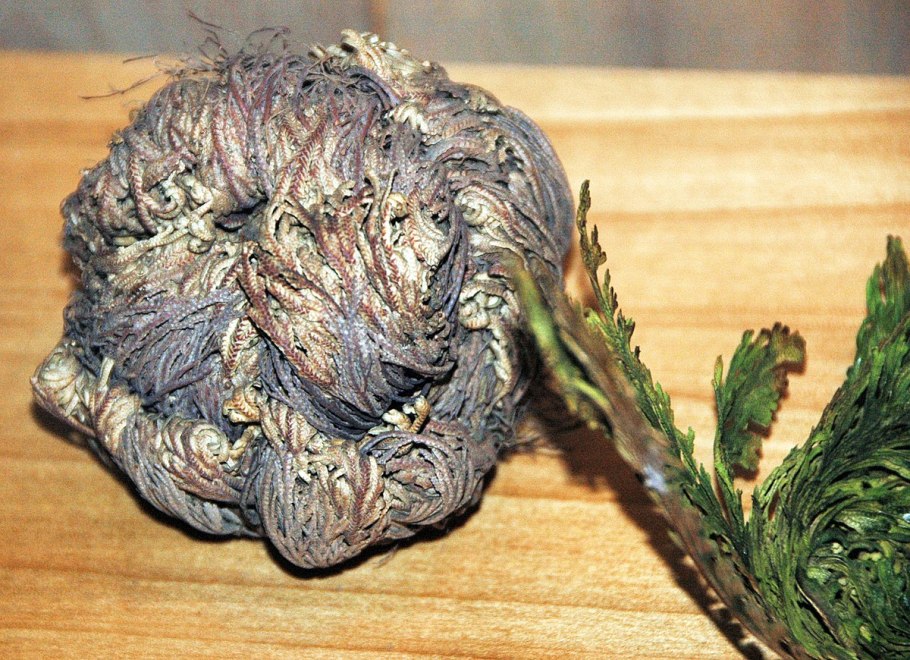 Выращивание селагинеллы дома