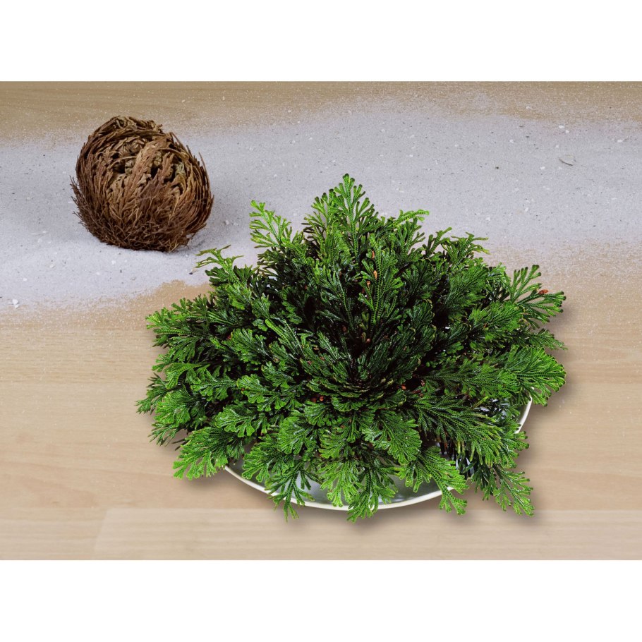 Селагинелла селаговидная