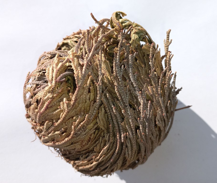 Папоротник селагинелла