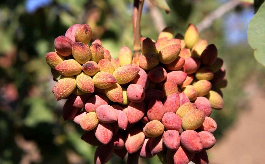 Фисташки Дикие Турция