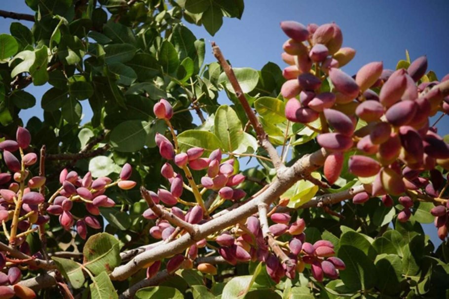 Фисташка туполистная цветение