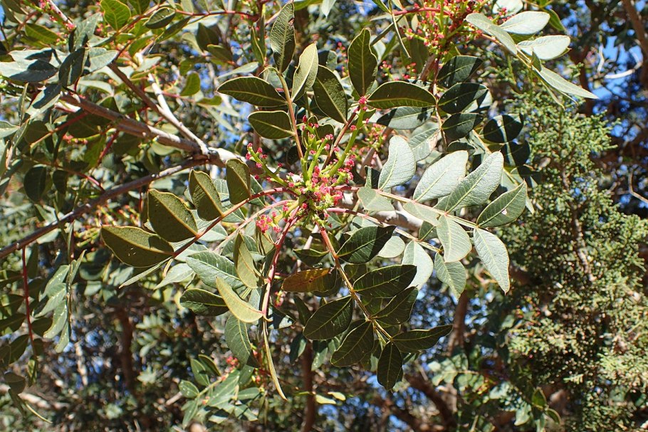 Иран фисташка дерево