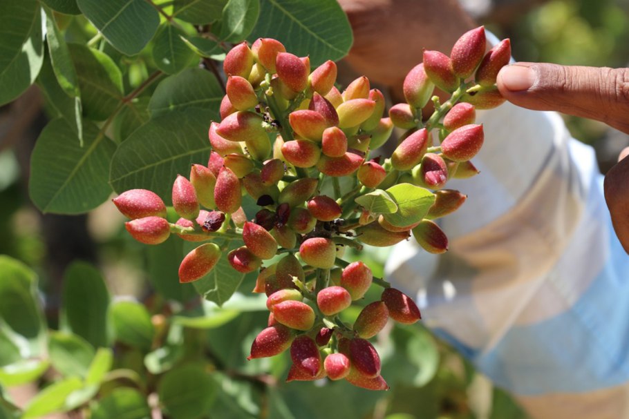 Фисташка туполистная цветение