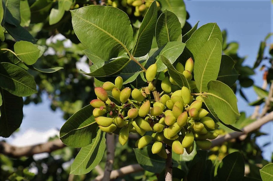 Фисташка остролистная