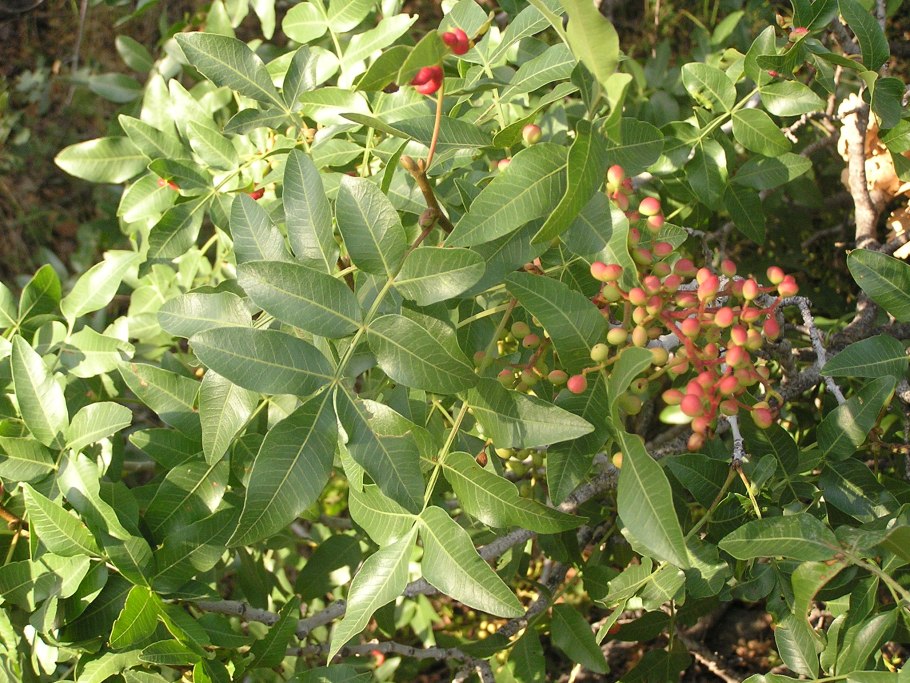 Фисташки Олимпия