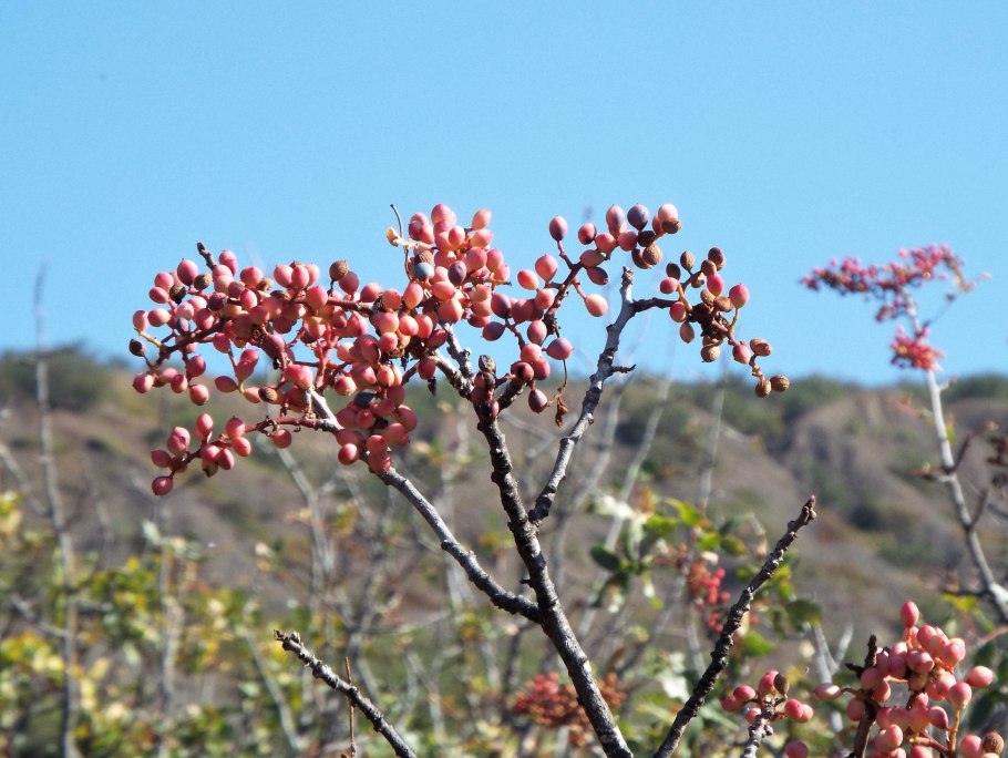 Фисташка туполистная крым