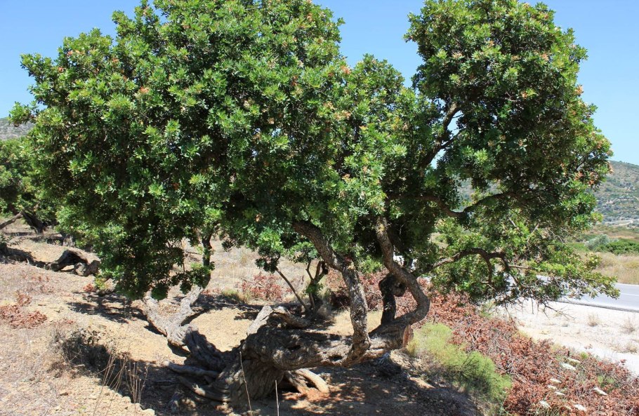 Фисташка туполистная