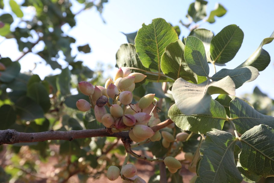 Дикая фисташка в Африке