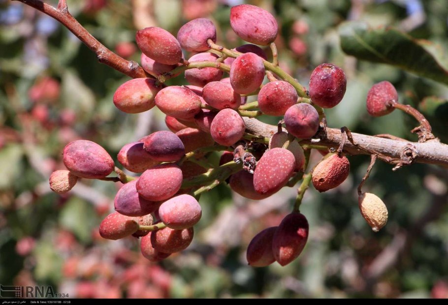 Фисташка туполистная Утриш