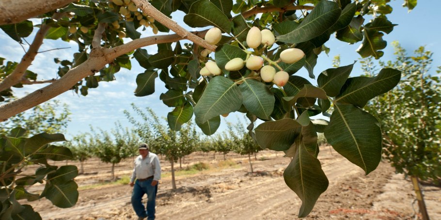 Фисташка туполистная Крым
