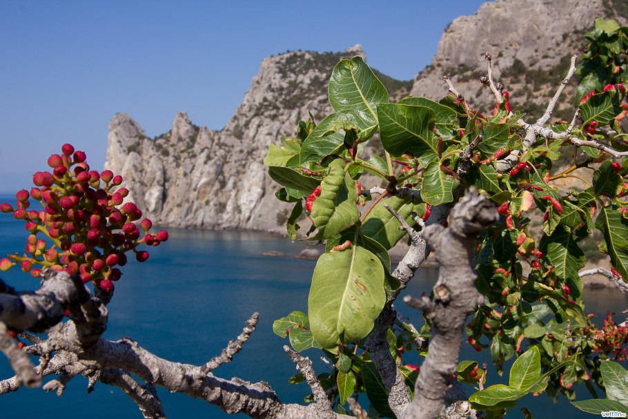 Фисташковое дерево цветение