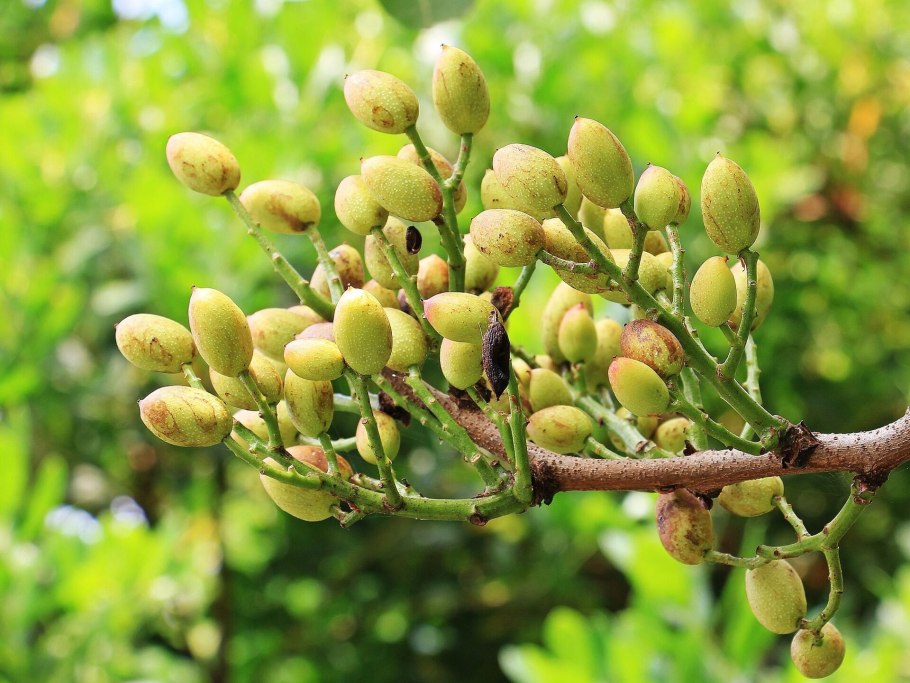 Pistachio tree