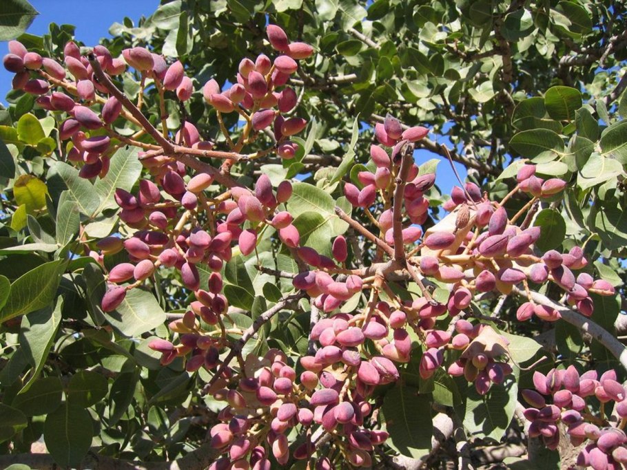 Фисташковое дерево Далма