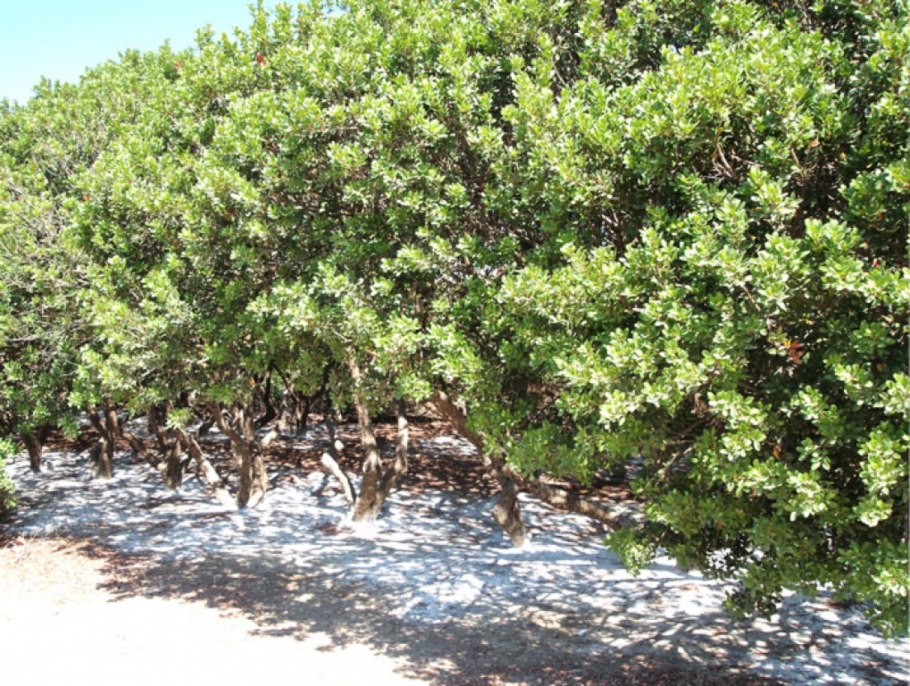 Фисташковое дерево ареал