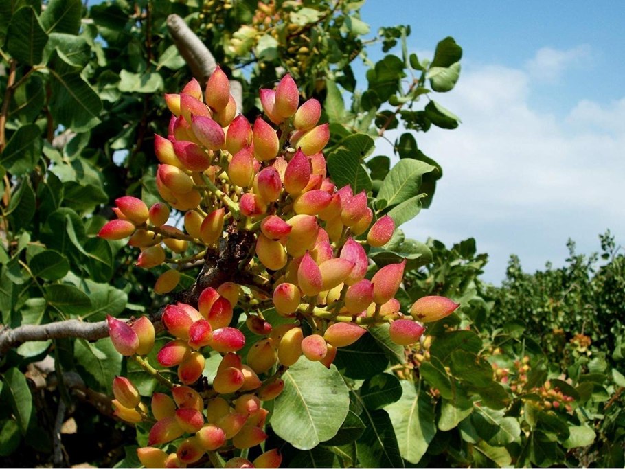 Фисташковое дерево