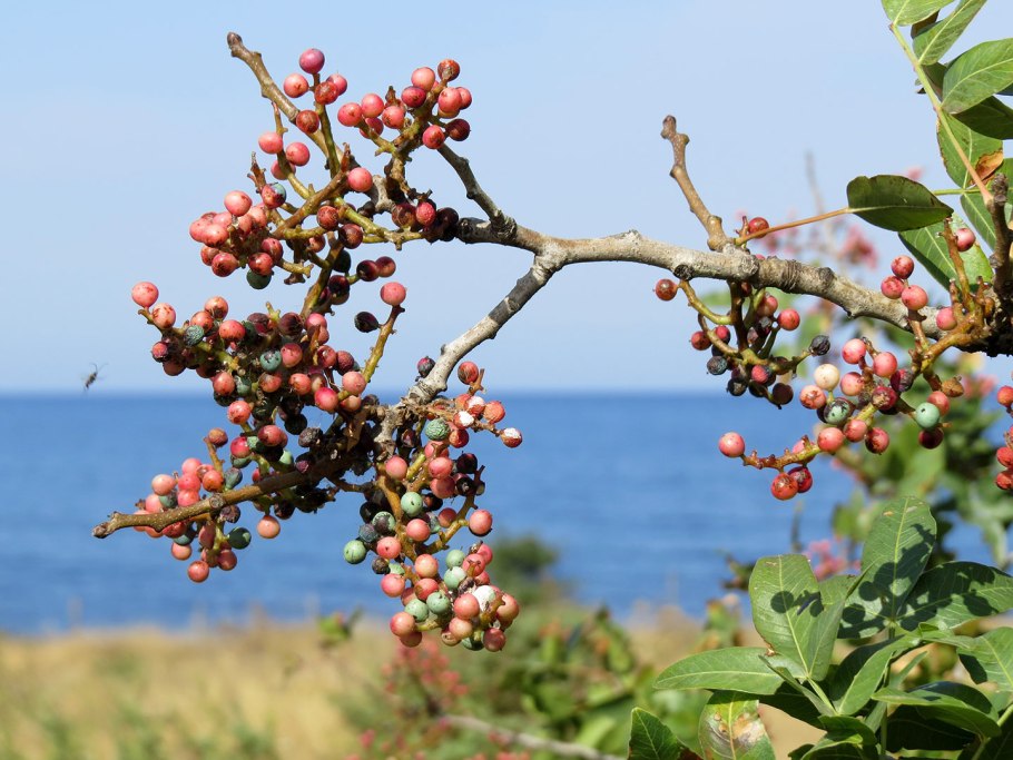 Фисташка туполистная дерево