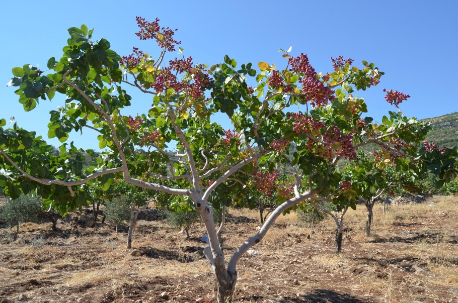 Фисташка плод